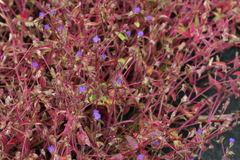 Cyanotis papilionacea